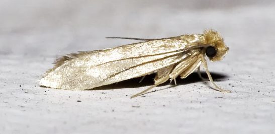 Klädesmal, Tineola bisselliella
